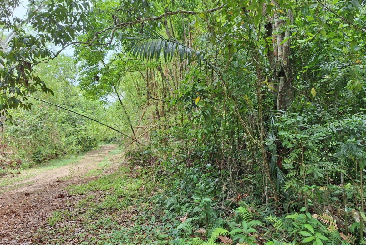 Third image of Sligoville Main Road in Sligoville, St. Catherine, Jamaica - property is For Sale