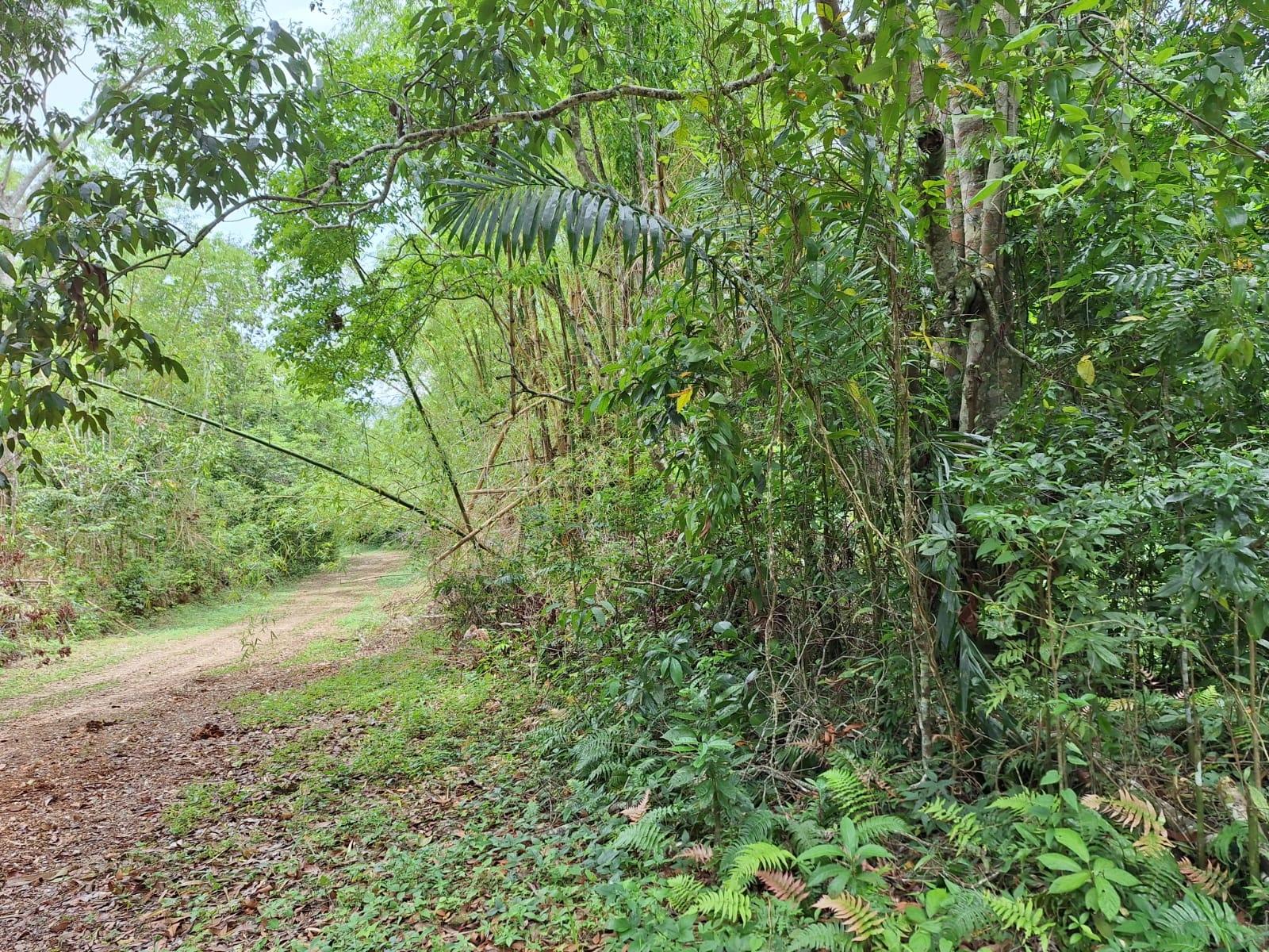 22-Acre-Scenic-Property-for-Sale-in-Sligoville-St.-Catherine-Jamaica Third image of Sligoville Main Road in Sligoville, St. Catherine, Jamaica - property is For Sale