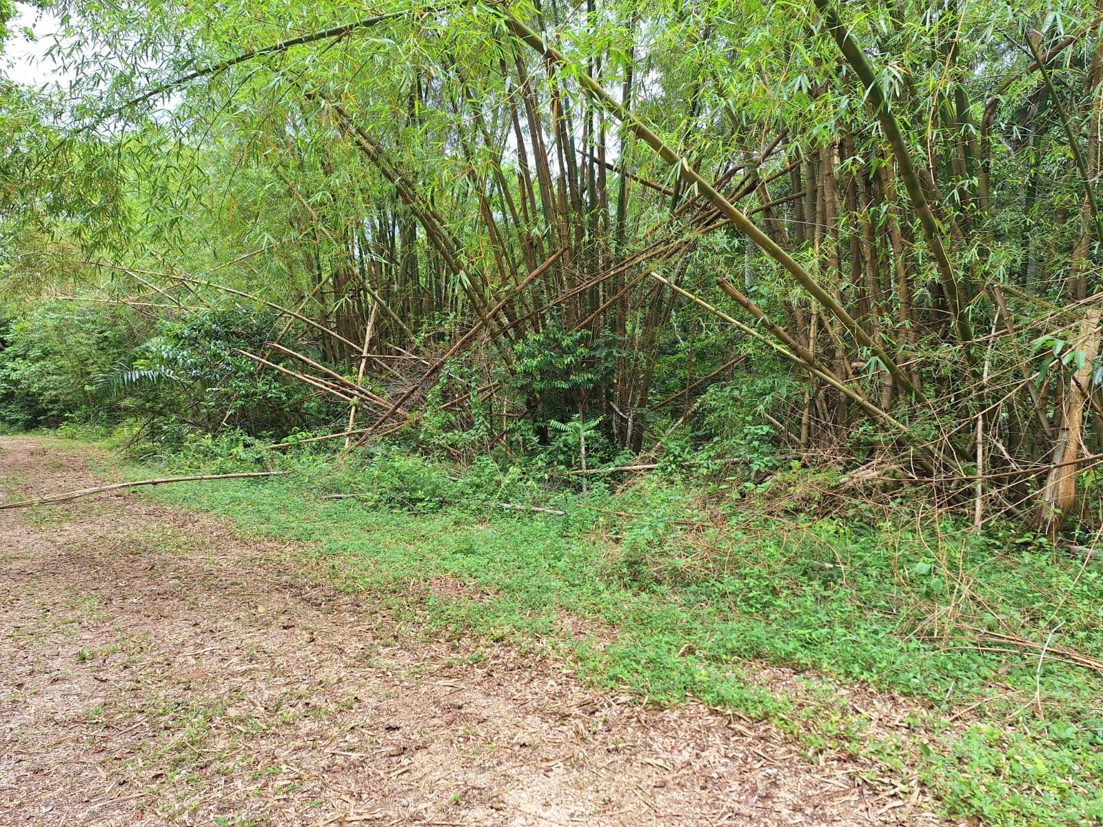 22-Acre-Scenic-Property-for-Sale-in-Sligoville-St.-Catherine-Jamaica Sixth image of Sligoville Main Road in Sligoville, St. Catherine, Jamaica - property is For Sale