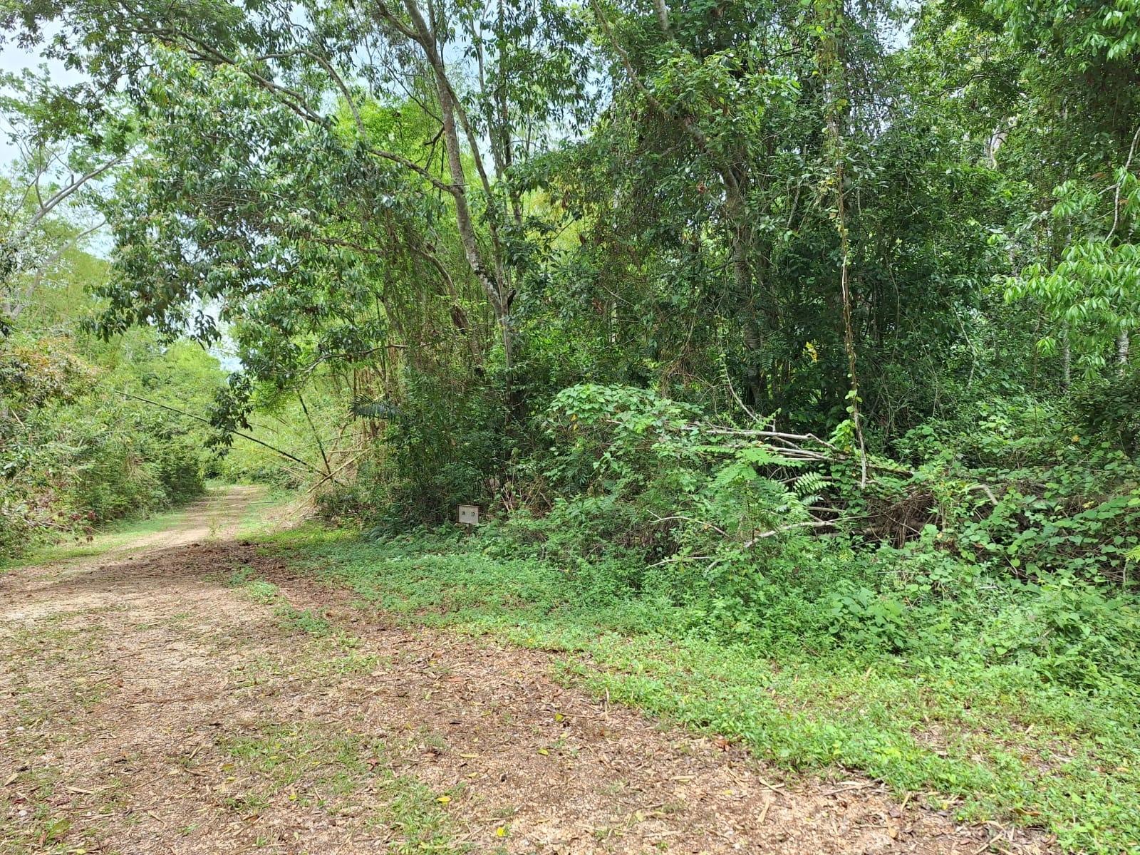 22-Acre-Scenic-Property-for-Sale-in-Sligoville-St.-Catherine-Jamaica Seventh image of Sligoville Main Road in Sligoville, St. Catherine, Jamaica - property is For Sale