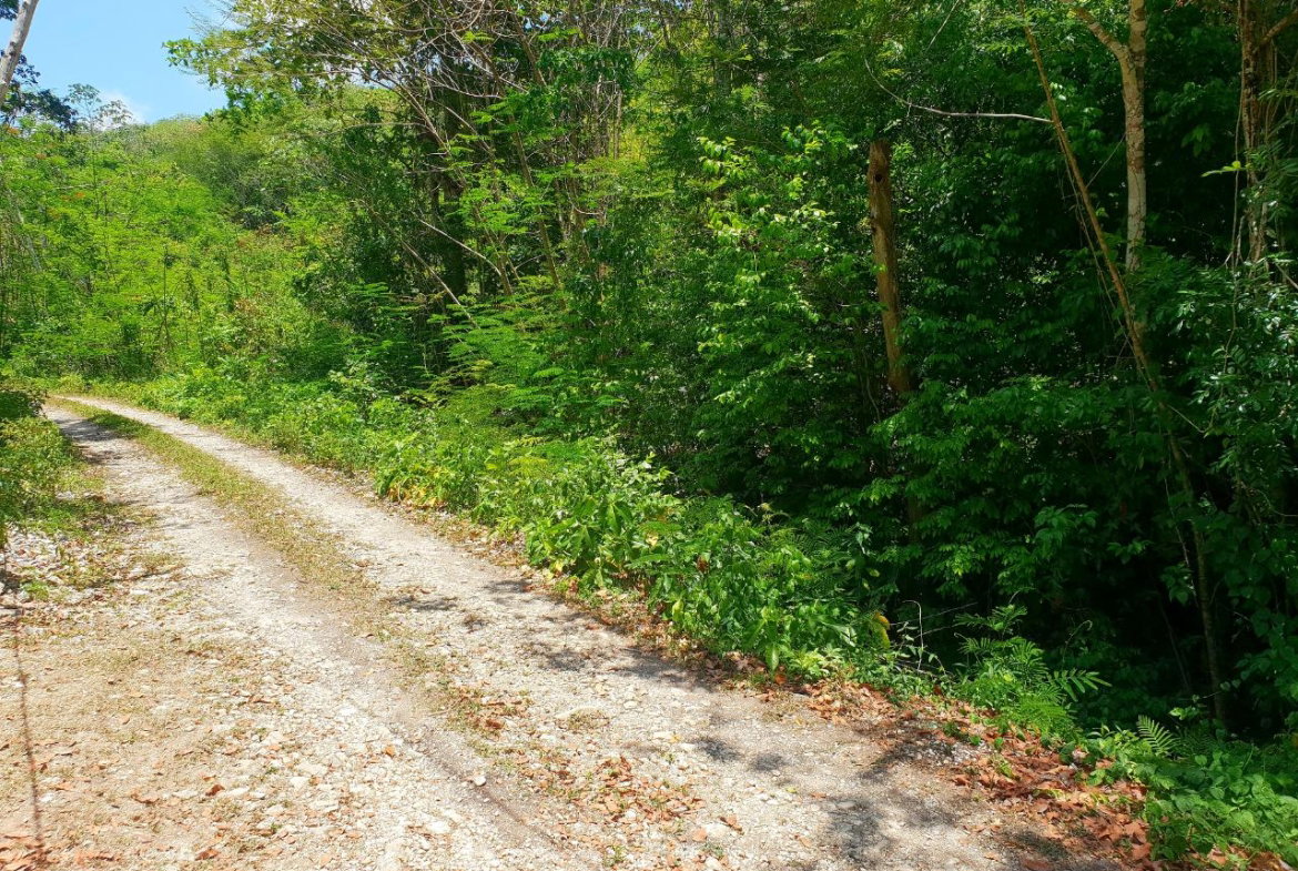 Third image of Chatham, St. James in Adelphi Grove, St. James, Jamaica - property is For Sale