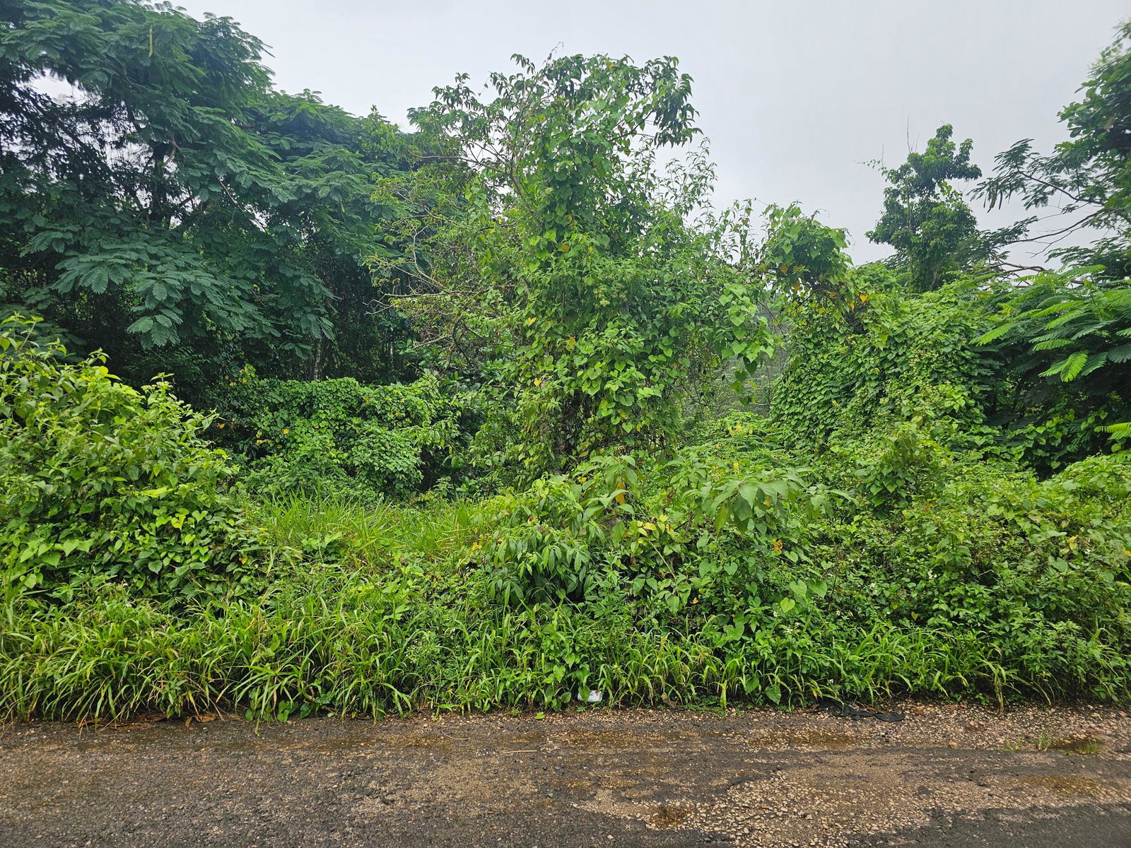 25.7-Acre-Gated-Residential-Development-Land-for-Sale-in-Summer-Hill-St.-Ann-Jamaica Fifth image of Summer Hill in Browns Town, St. Ann, Jamaica - property is For Sale