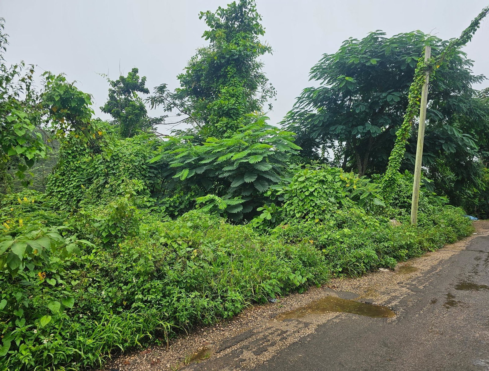 25.7-Acre-Gated-Residential-Development-Land-for-Sale-in-Summer-Hill-St.-Ann-Jamaica Sixth image of Summer Hill in Browns Town, St. Ann, Jamaica - property is For Sale