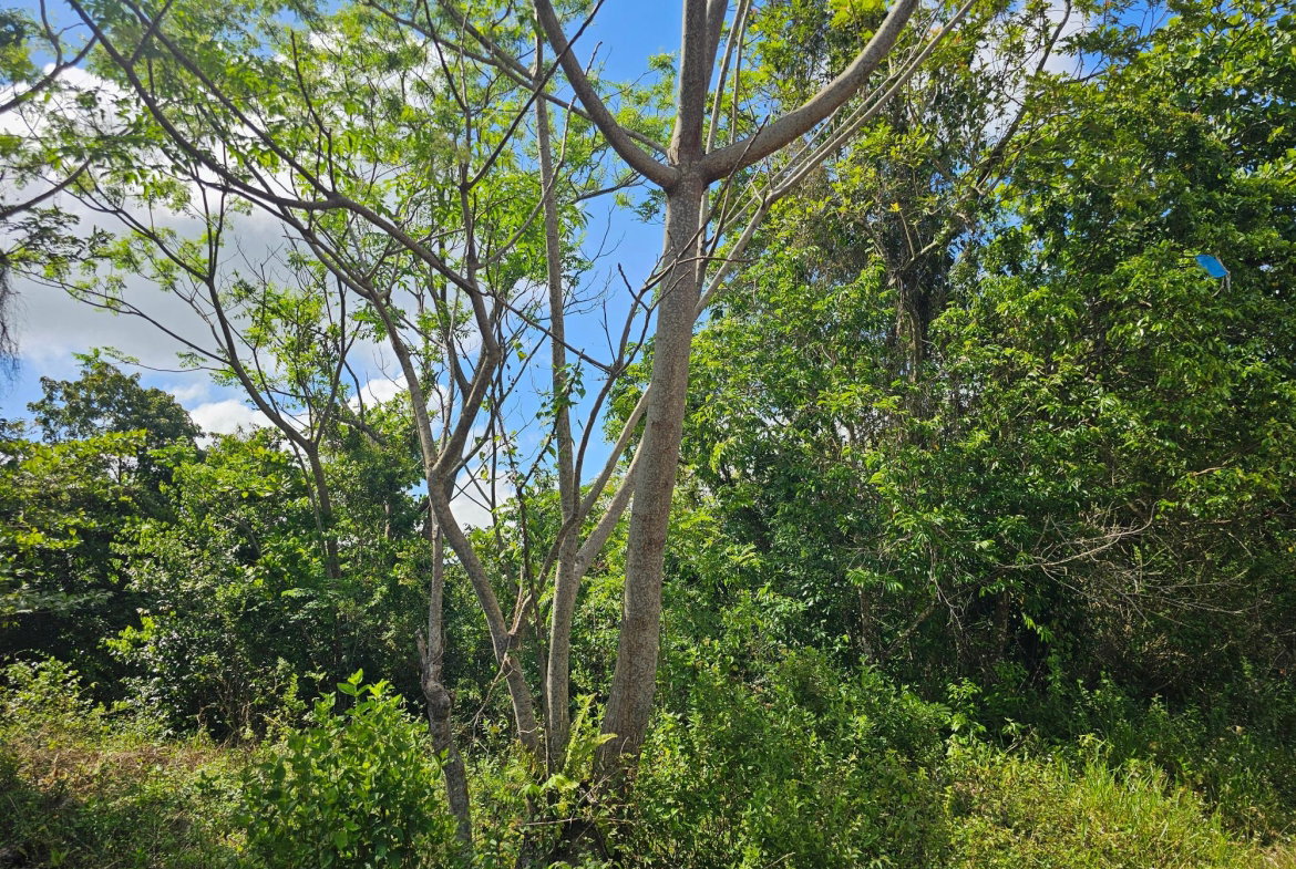 Thirteenth image of Matthew Hall in Browns Town, St. Ann, Jamaica - property is For Sale