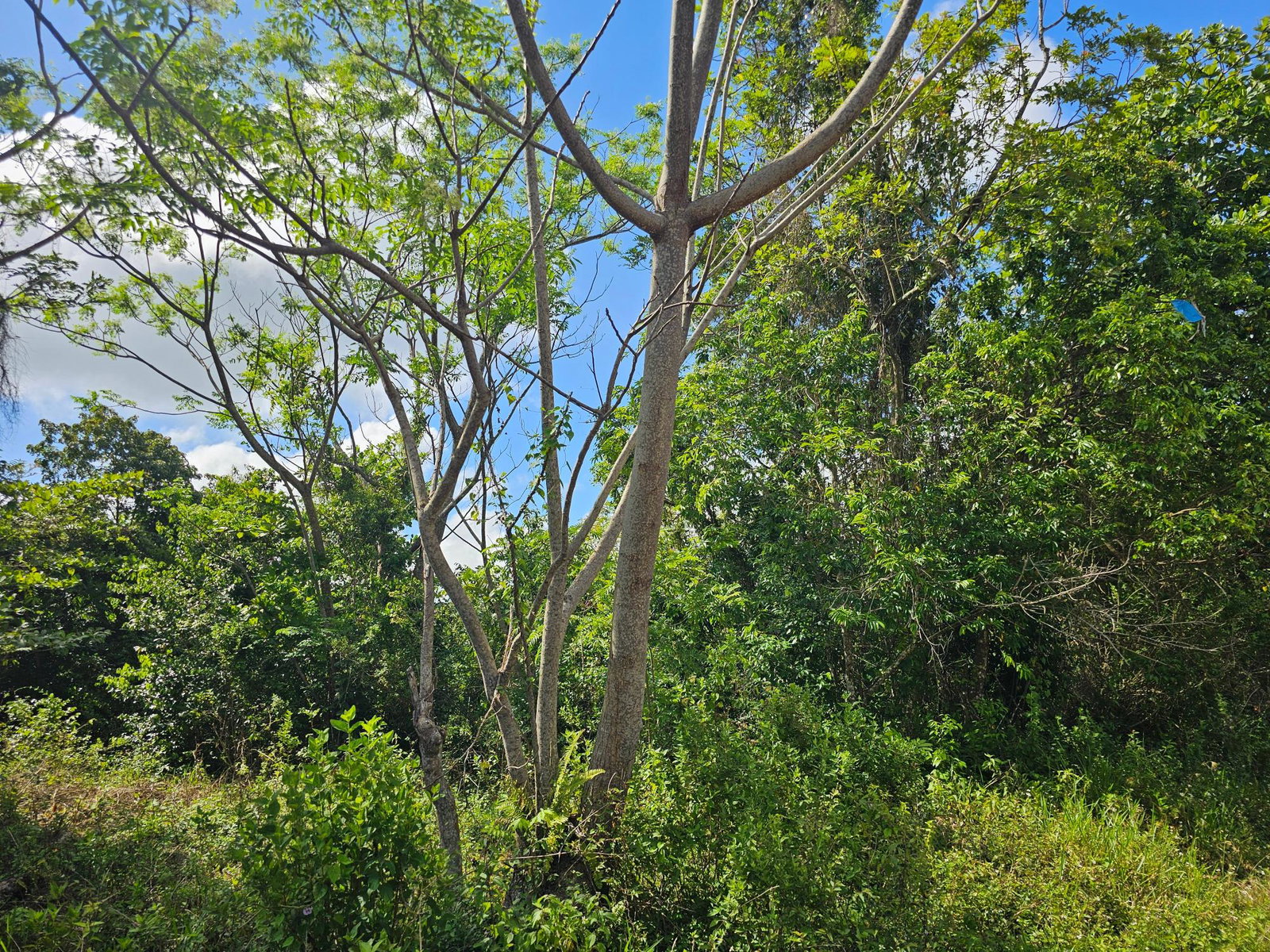 28-Acres-of-Residential-Development-Land-for-Sale-in-Shawberry-St.-Ann-Jamaica Thirteenth image of Matthew Hall in Browns Town, St. Ann, Jamaica - property is For Sale