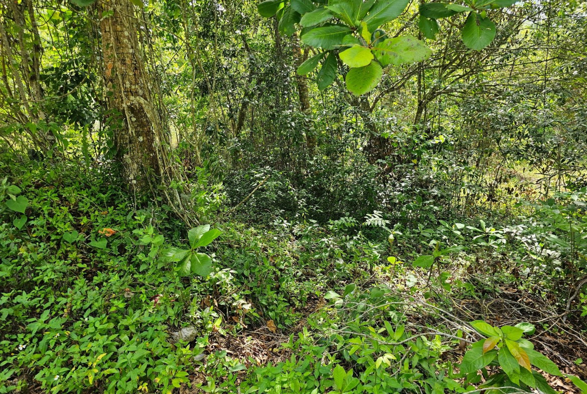 Fourteenth image of Matthew Hall in Browns Town, St. Ann, Jamaica - property is For Sale