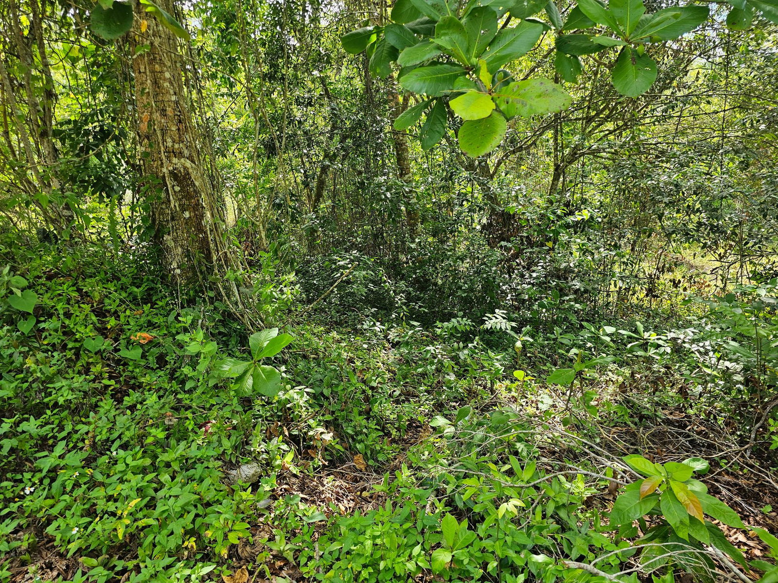 28-Acres-of-Residential-Development-Land-for-Sale-in-Shawberry-St.-Ann-Jamaica Fourteenth image of Matthew Hall in Browns Town, St. Ann, Jamaica - property is For Sale