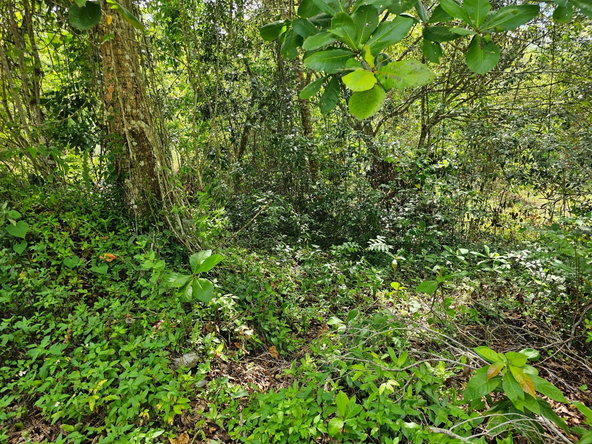 Fourteenth image of Matthew Hall in Browns Town, St. Ann, Jamaica - property is For Sale