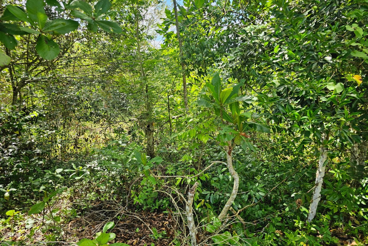 Fifteenth image of Matthew Hall in Browns Town, St. Ann, Jamaica - property is For Sale