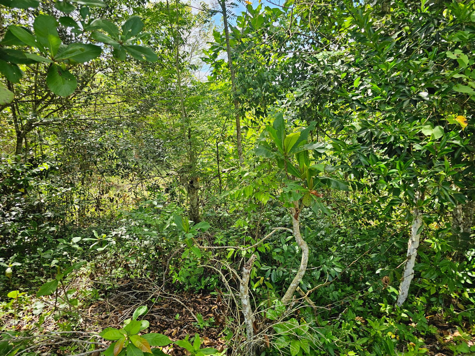 28-Acres-of-Residential-Development-Land-for-Sale-in-Shawberry-St.-Ann-Jamaica Fifteenth image of Matthew Hall in Browns Town, St. Ann, Jamaica - property is For Sale