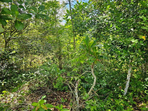 Fifteenth image of Matthew Hall in Browns Town, St. Ann, Jamaica - property is For Sale