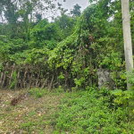 First image of Matthew Hall in Browns Town, St. Ann, Jamaica - property is For Sale