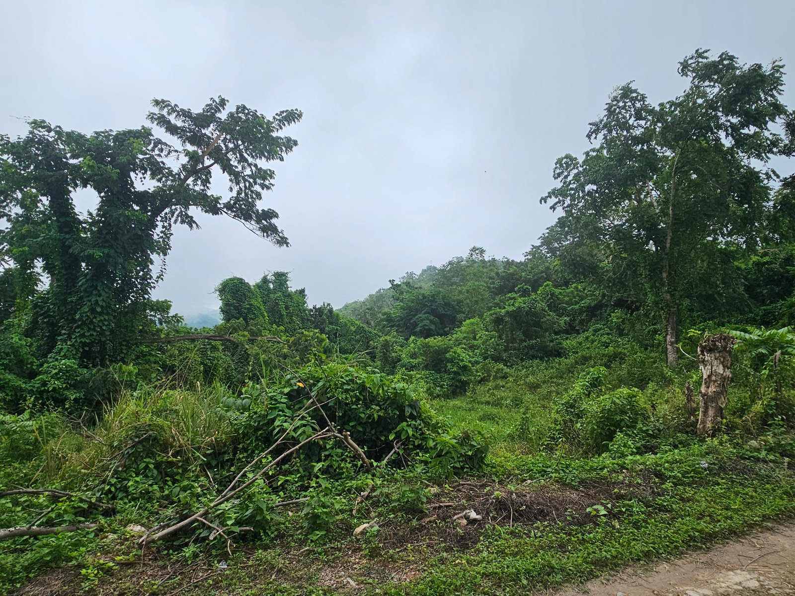 28-Acres-of-Residential-Development-Land-for-Sale-in-Shawberry-St.-Ann-Jamaica Third image of Matthew Hall in Browns Town, St. Ann, Jamaica - property is For Sale