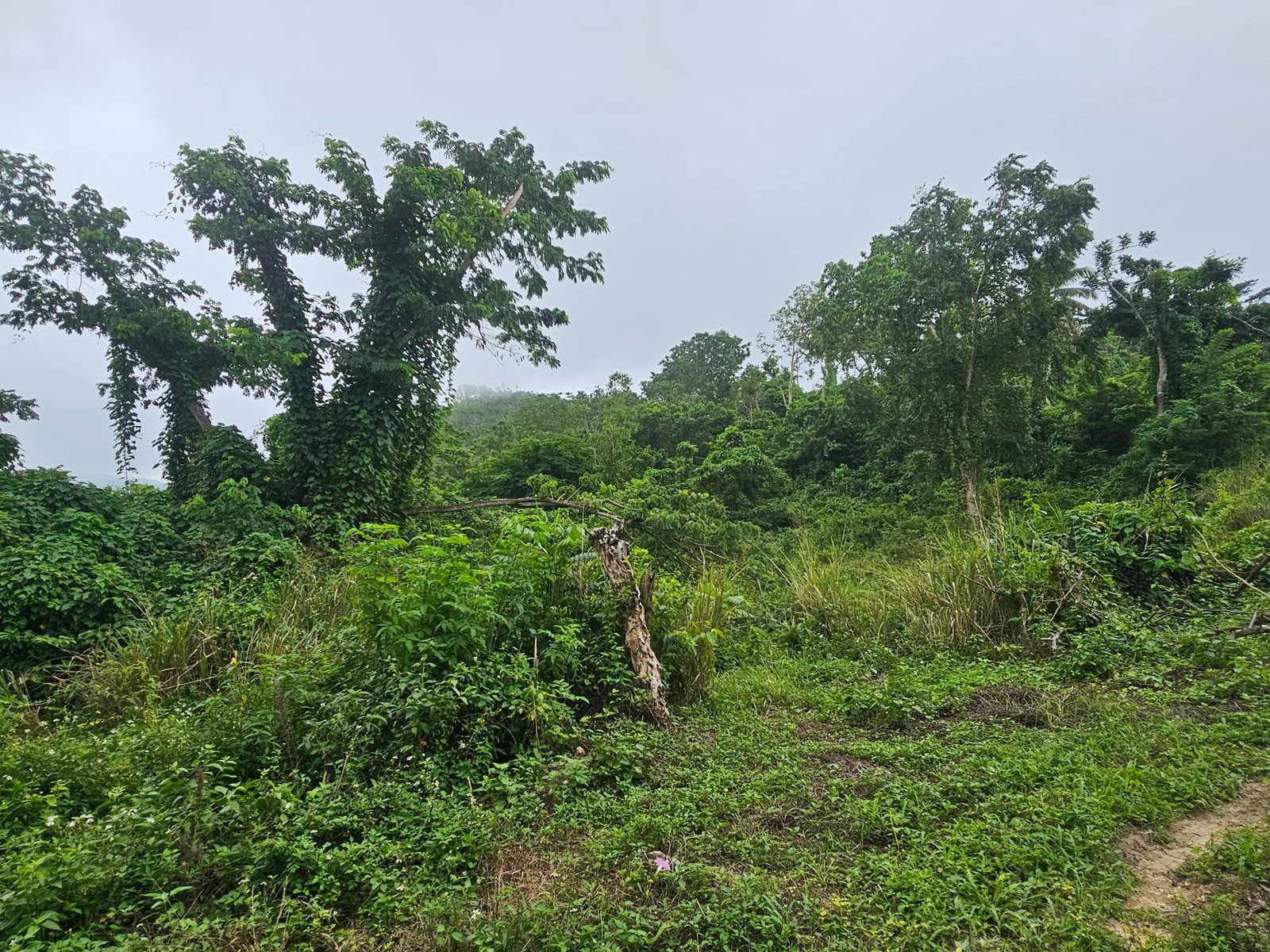 28-Acres-of-Residential-Development-Land-for-Sale-in-Shawberry-St.-Ann-Jamaica Fourth image of Matthew Hall in Browns Town, St. Ann, Jamaica - property is For Sale