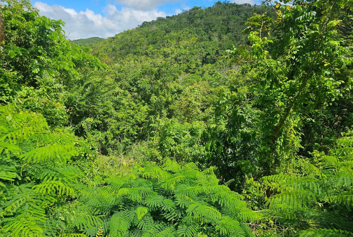 Eighth image of Matthew Hall in Browns Town, St. Ann, Jamaica - property is For Sale