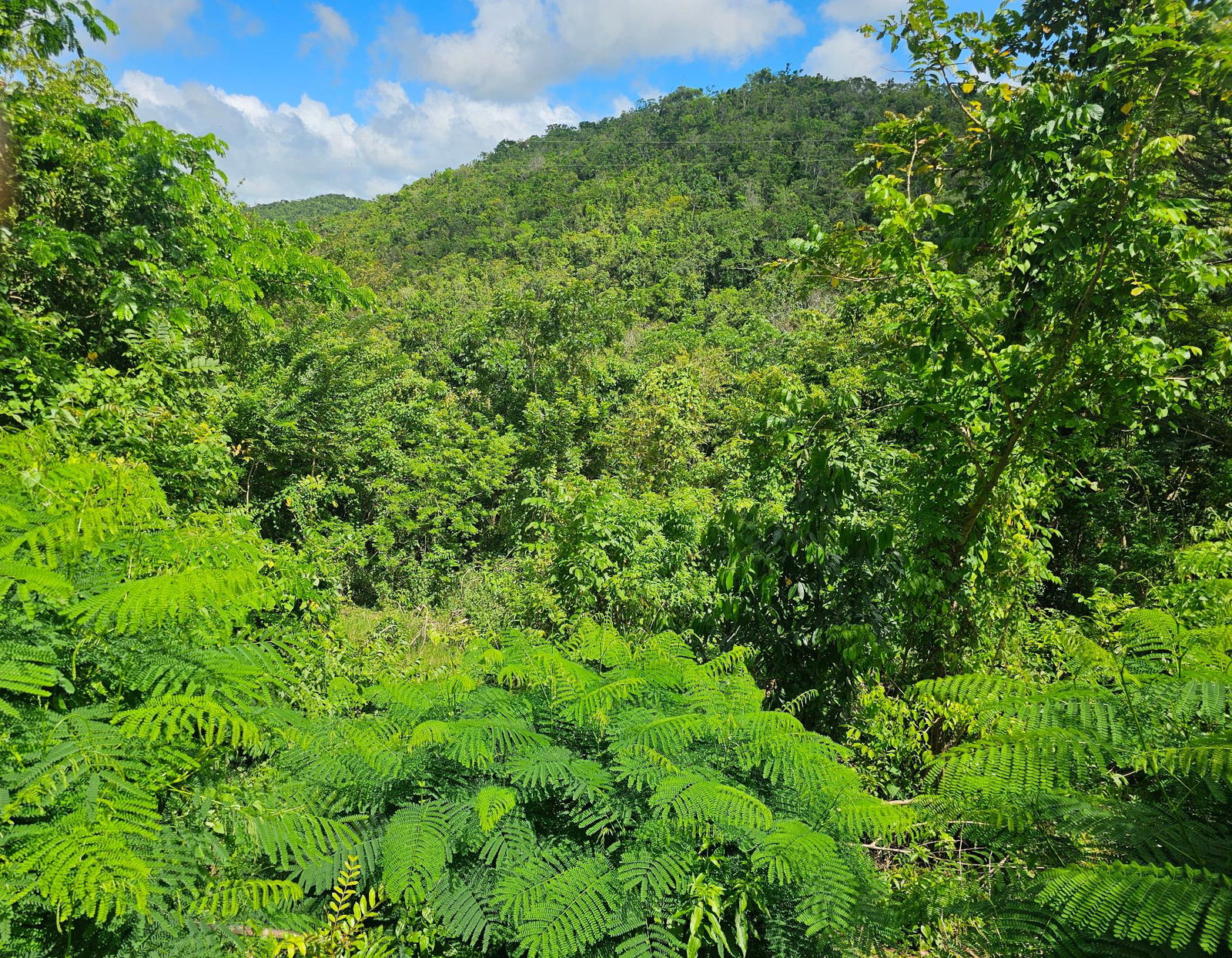 28-Acres-of-Residential-Development-Land-for-Sale-in-Shawberry-St.-Ann-Jamaica Eighth image of Matthew Hall in Browns Town, St. Ann, Jamaica - property is For Sale