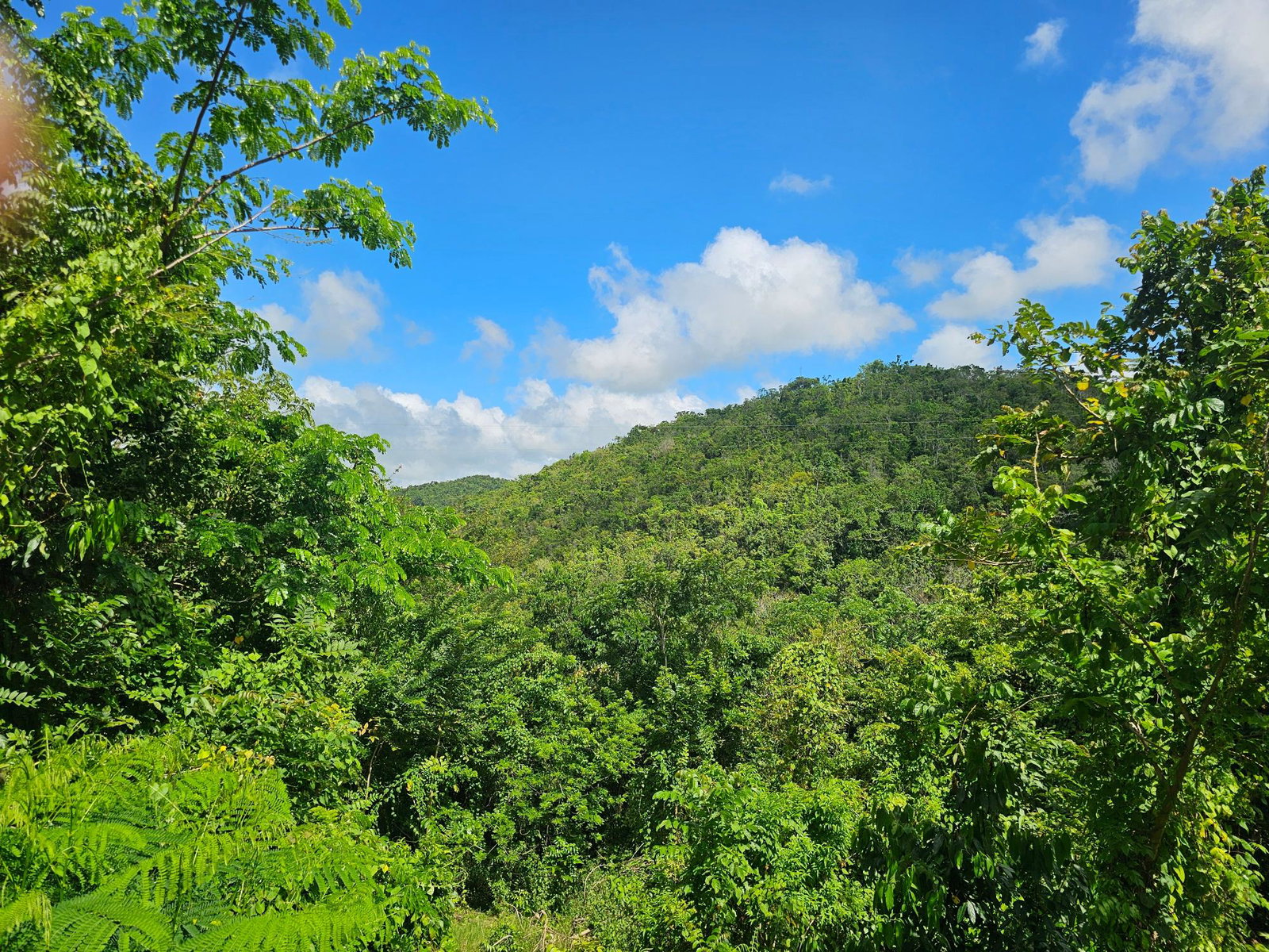 28-Acres-of-Residential-Development-Land-for-Sale-in-Shawberry-St.-Ann-Jamaica Ninth image of Matthew Hall in Browns Town, St. Ann, Jamaica - property is For Sale