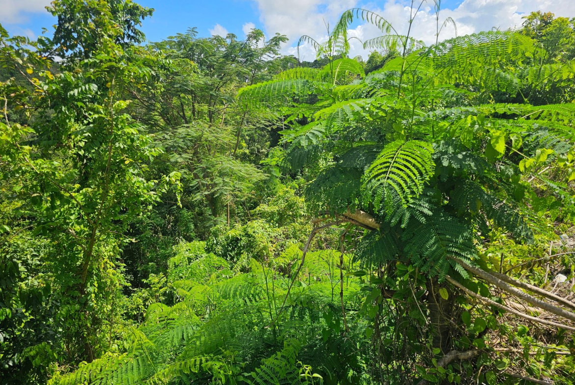 Tenth image of Matthew Hall in Browns Town, St. Ann, Jamaica - property is For Sale