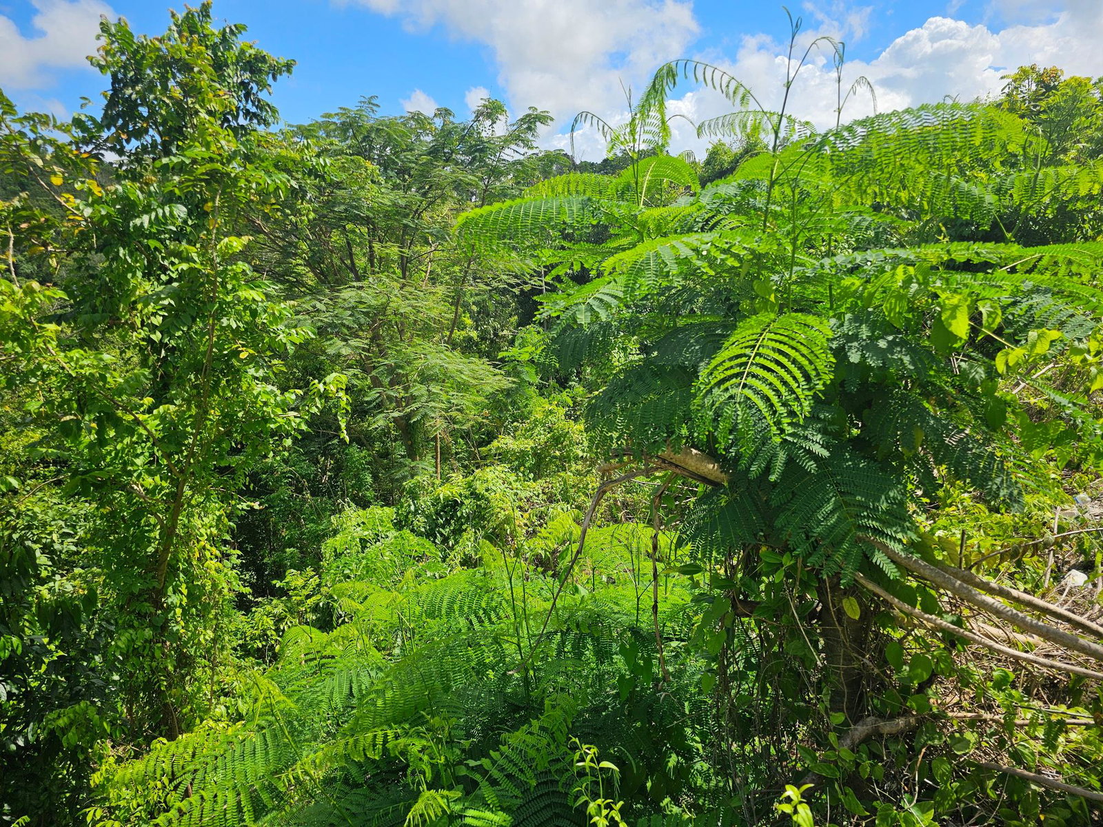 28-Acres-of-Residential-Development-Land-for-Sale-in-Shawberry-St.-Ann-Jamaica Tenth image of Matthew Hall in Browns Town, St. Ann, Jamaica - property is For Sale