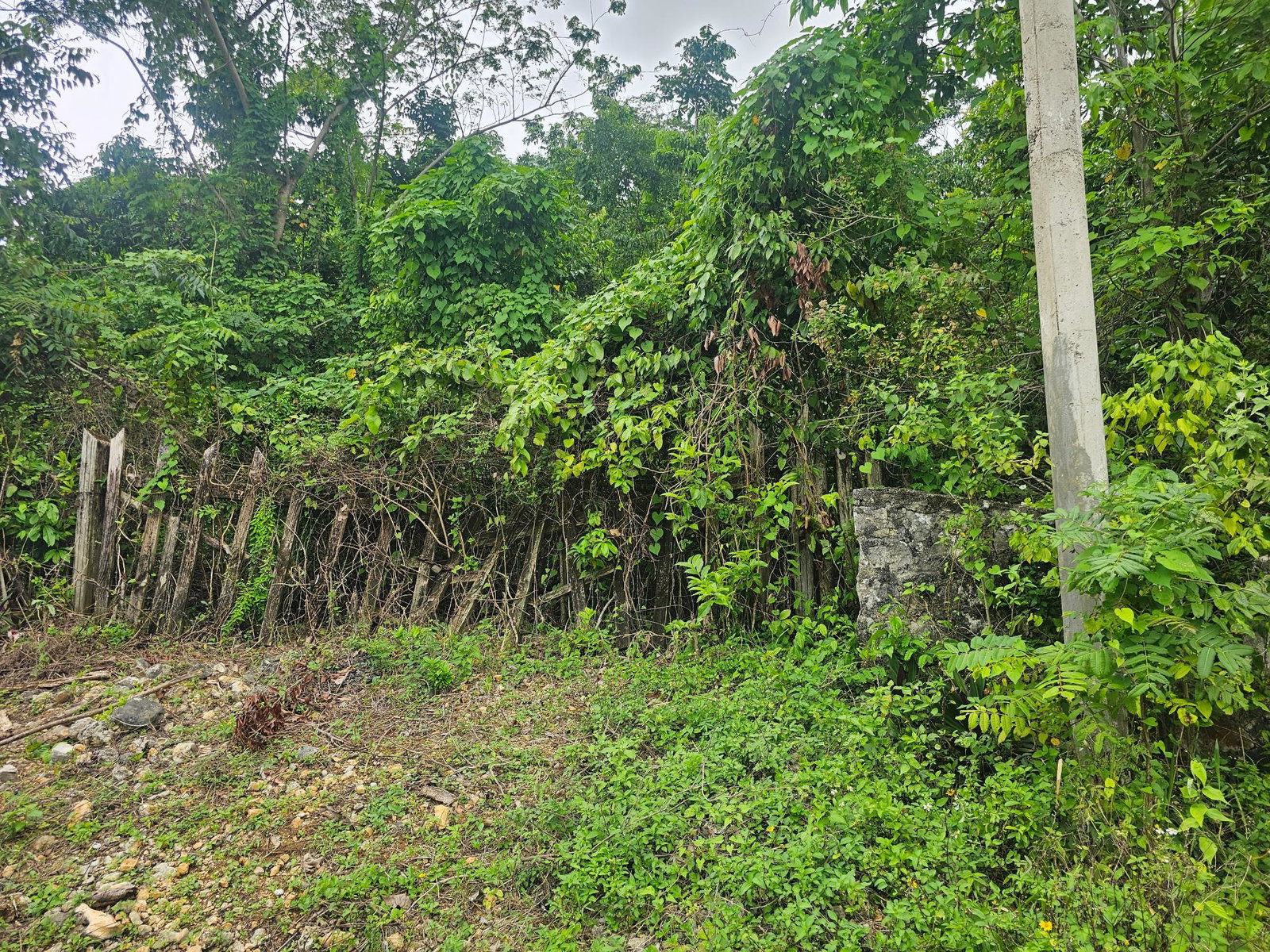 28-Acres-of-Residential-Development-Land-for-Sale-in-Shawberry-St.-Ann-Jamaica First image of Matthew Hall in Browns Town, St. Ann, Jamaica - property is For Sale