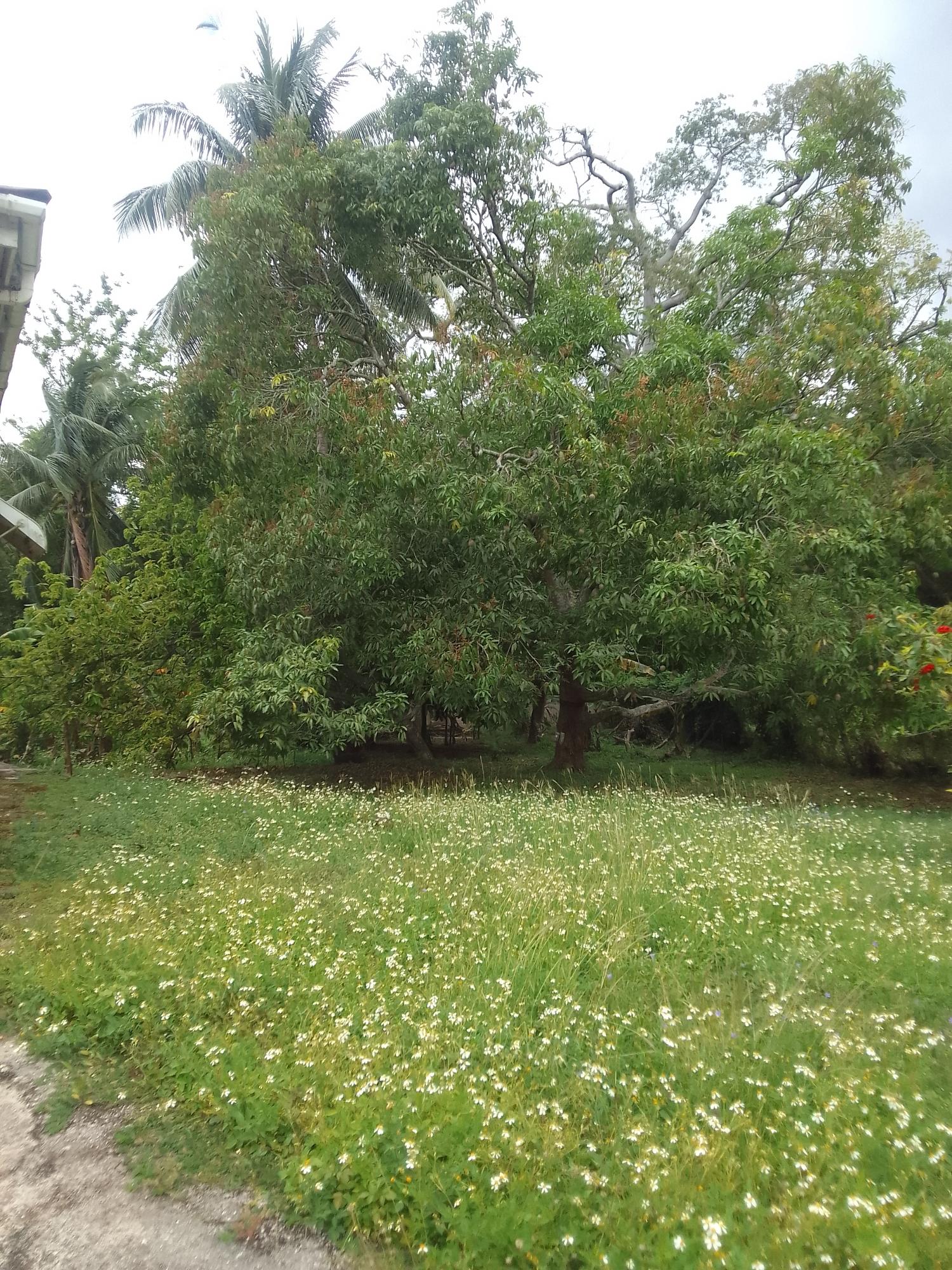 Eighth image of Old Porus rd in Porus, Manchester, Jamaica - property is For Sale
