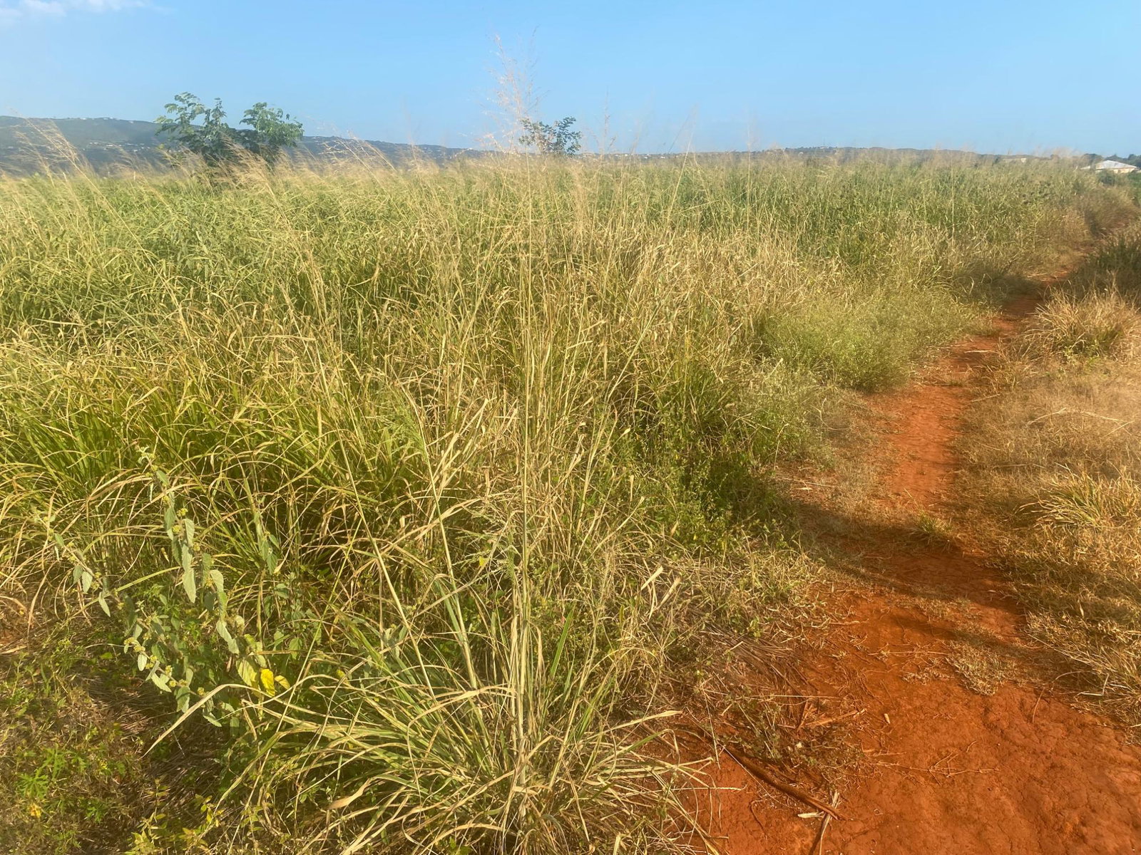 Second image of Beacon Called Short Hill in Treasure Beach, St. Elizabeth, Jamaica - property is For Sale