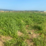 First image of Beacon Called Short Hill in Treasure Beach, St. Elizabeth, Jamaica - property is For Sale