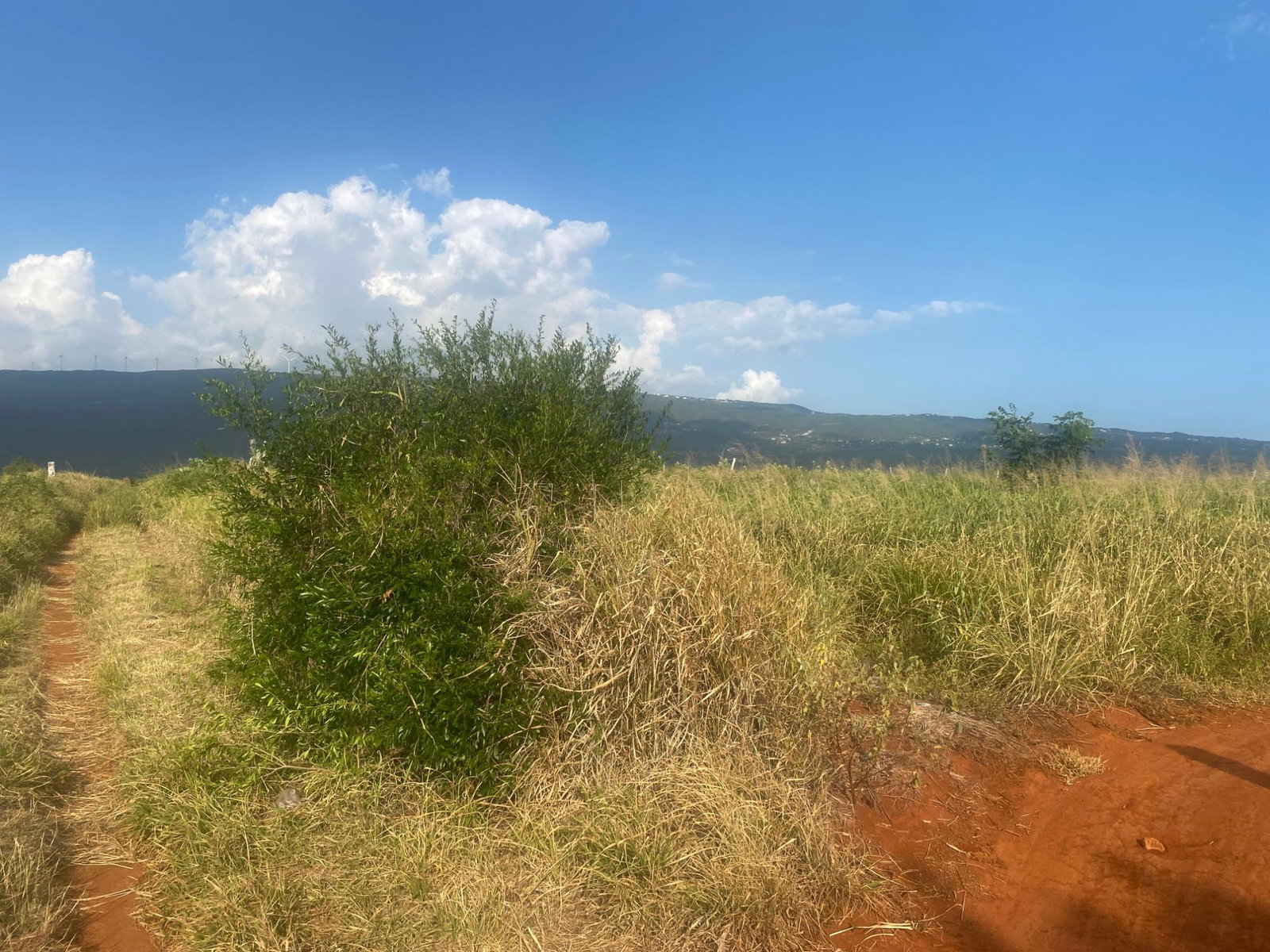 Fourth image of Beacon Called Short Hill in Treasure Beach, St. Elizabeth, Jamaica - property is For Sale