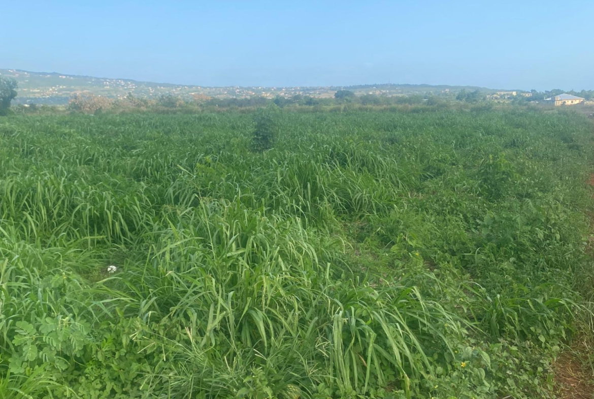 Fifth image of Beacon Called Short Hill in Treasure Beach, St. Elizabeth, Jamaica - property is For Sale