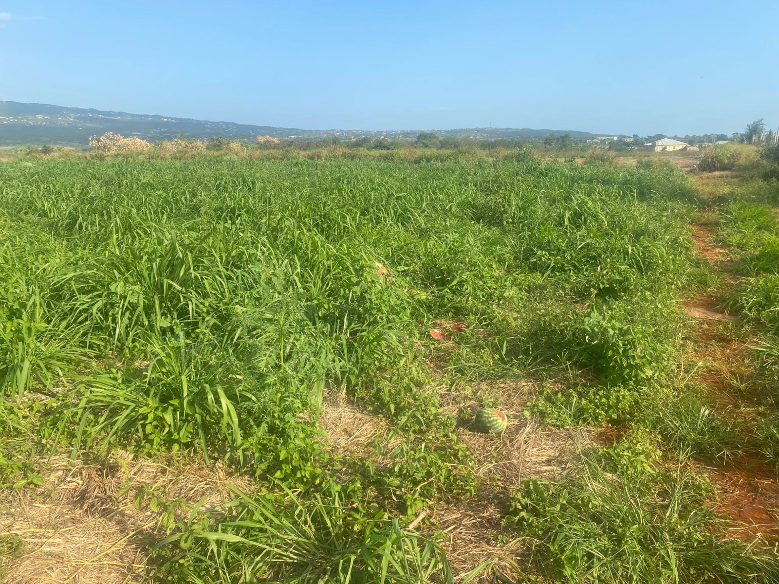 First image of Beacon Called Short Hill in Treasure Beach, St. Elizabeth, Jamaica - property is For Sale