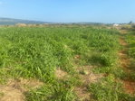 First image of Beacon Called Short Hill in Treasure Beach, St. Elizabeth, Jamaica - property is For Sale