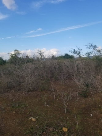 Twelfth image of Lot 71 Brucefield Mountai in MOUNTAINSIDE, St. Elizabeth, Jamaica - property is For Sale
