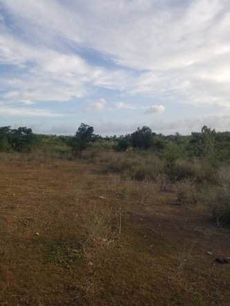 Thirteenth image of Lot 71 Brucefield Mountai in MOUNTAINSIDE, St. Elizabeth, Jamaica - property is For Sale