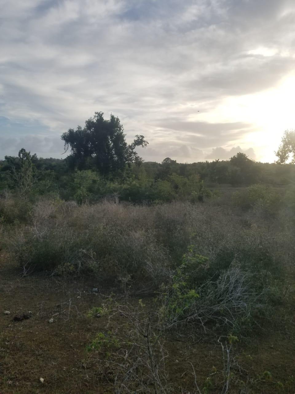 Fourteenth image of Lot 71 Brucefield Mountai in MOUNTAINSIDE, St. Elizabeth, Jamaica - property is For Sale
