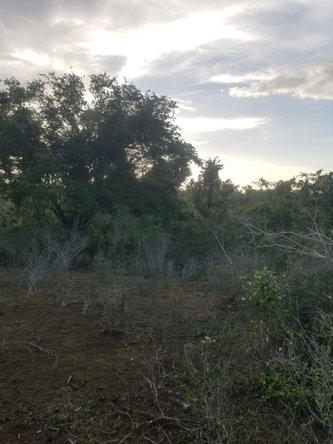 Sixth image of Lot 71 Brucefield Mountai in MOUNTAINSIDE, St. Elizabeth, Jamaica - property is For Sale
