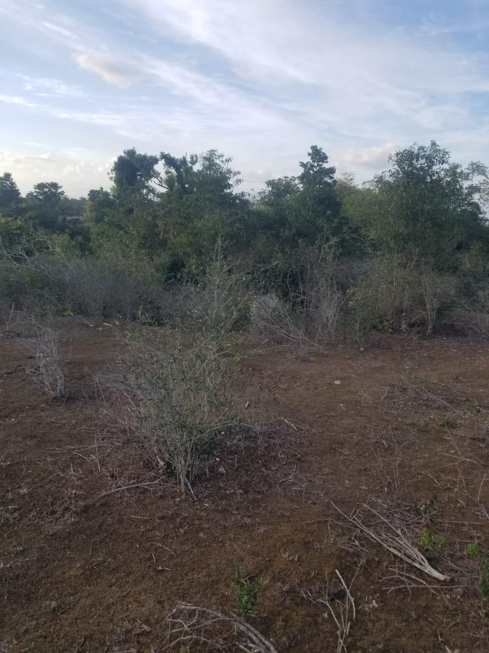 Eighth image of Lot 71 Brucefield Mountai in MOUNTAINSIDE, St. Elizabeth, Jamaica - property is For Sale
