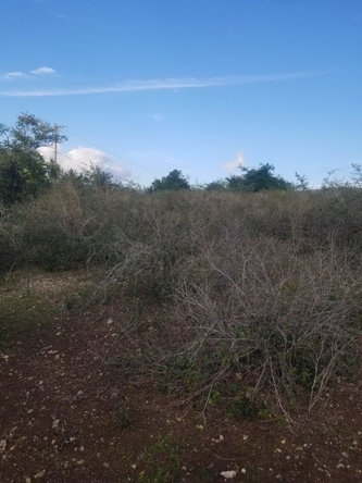 Tenth image of Lot 71 Brucefield Mountai in MOUNTAINSIDE, St. Elizabeth, Jamaica - property is For Sale