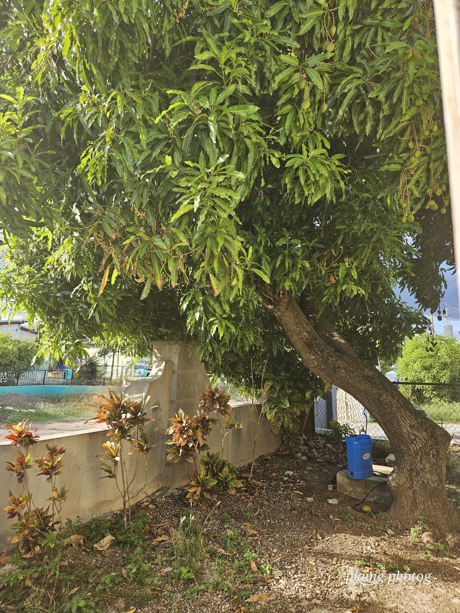 4-Bedroom-House-for-Sale-in-Nightingale-St.-Catherine-Jamaica Twenty-First image of 86 Mahoe Avenue, Nightingale in Bushy Park, St. Catherine, Jamaica - property is For Sale