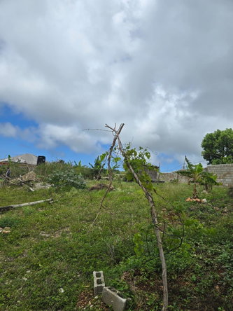 Sixteenth image of Cocoa Walk District in Cross Keys, Manchester, Jamaica - property is For Sale
