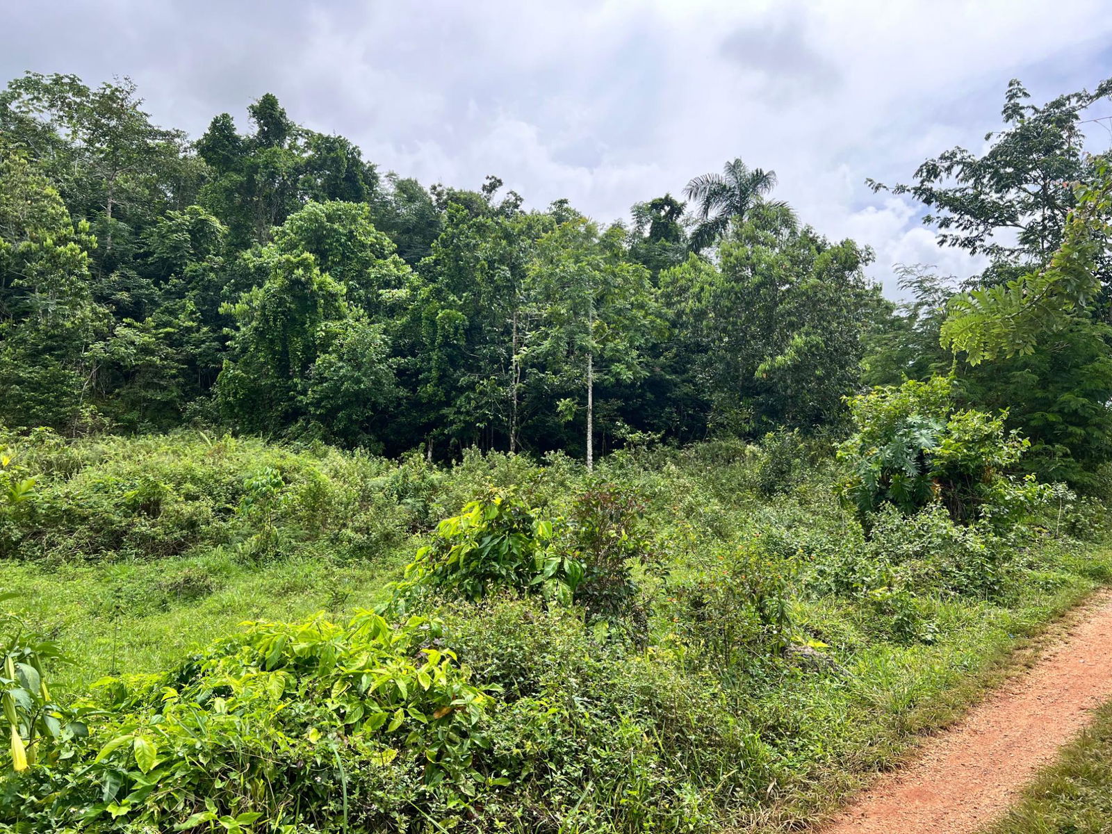 5-Acre-Hilltop-Residential-Land-for-Sale-in-Claremont-St.-Ann-Jamaica Ninth image of Broad Street, Claremont in Claremont, St. Ann, Jamaica - property is For Sale