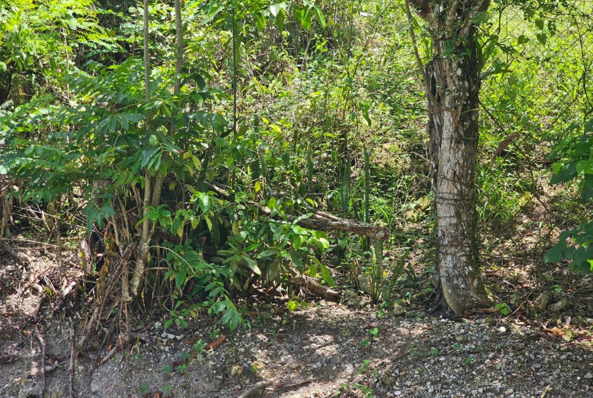 Eleventh image of Copse, Lethe Dist in Lethe, Hanover, Jamaica - property is For Sale