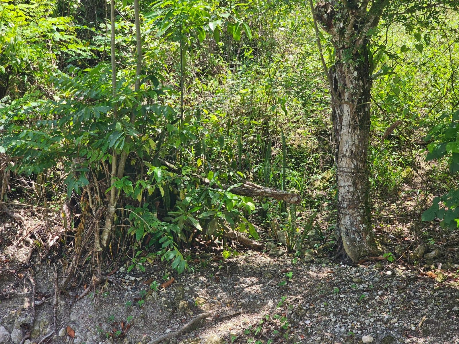 Eleventh image of Copse, Lethe Dist in Lethe, Hanover, Jamaica - property is For Sale