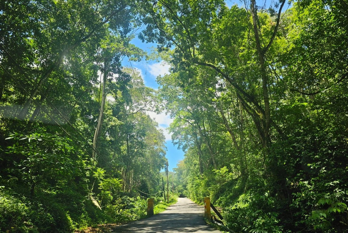 Twenty-Fifth image of Copse, Lethe Dist in Lethe, Hanover, Jamaica - property is For Sale