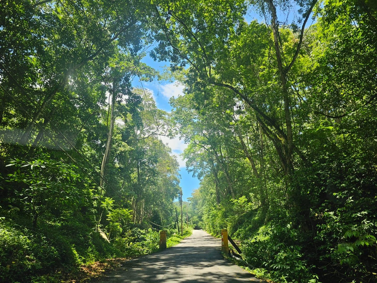 Twenty-Fifth image of Copse, Lethe Dist in Lethe, Hanover, Jamaica - property is For Sale
