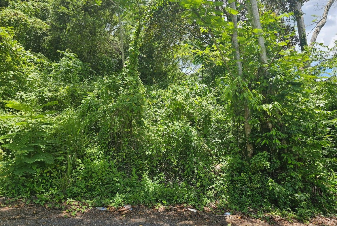 Sixth image of Copse, Lethe Dist in Lethe, Hanover, Jamaica - property is For Sale