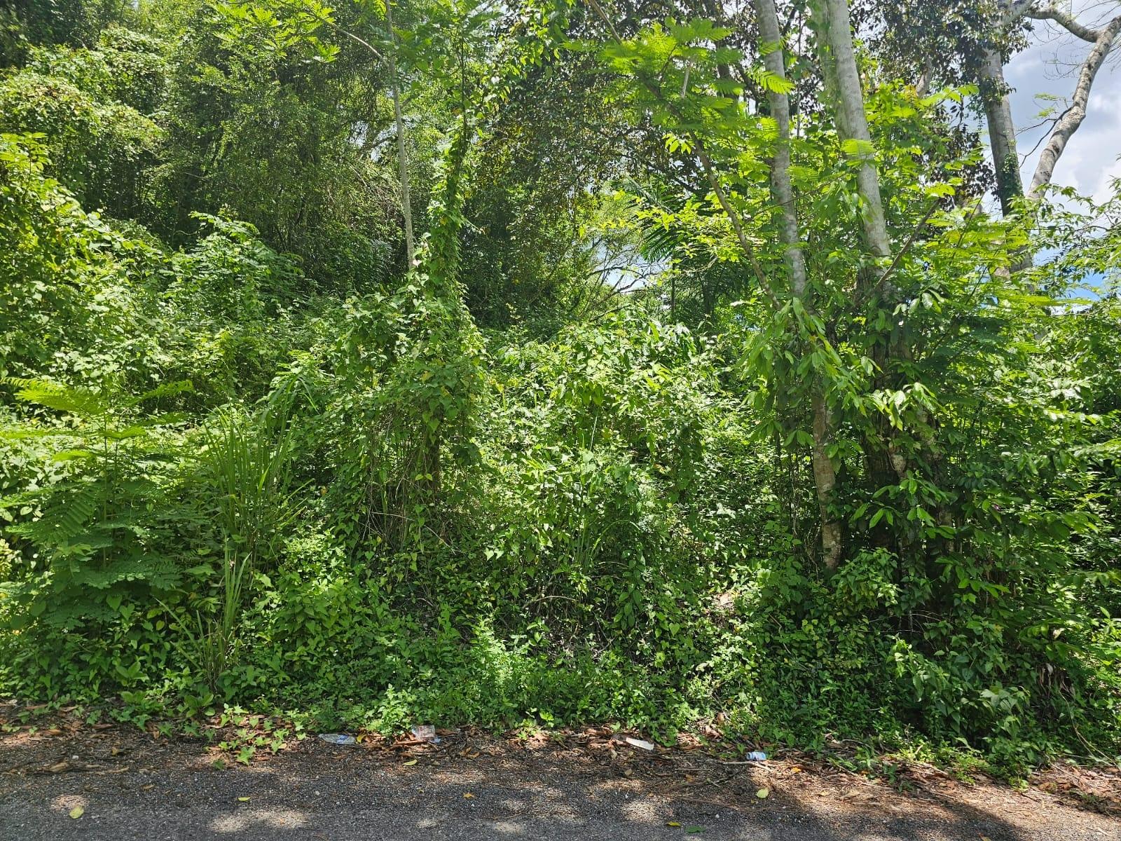 Sixth image of Copse, Lethe Dist in Lethe, Hanover, Jamaica - property is For Sale
