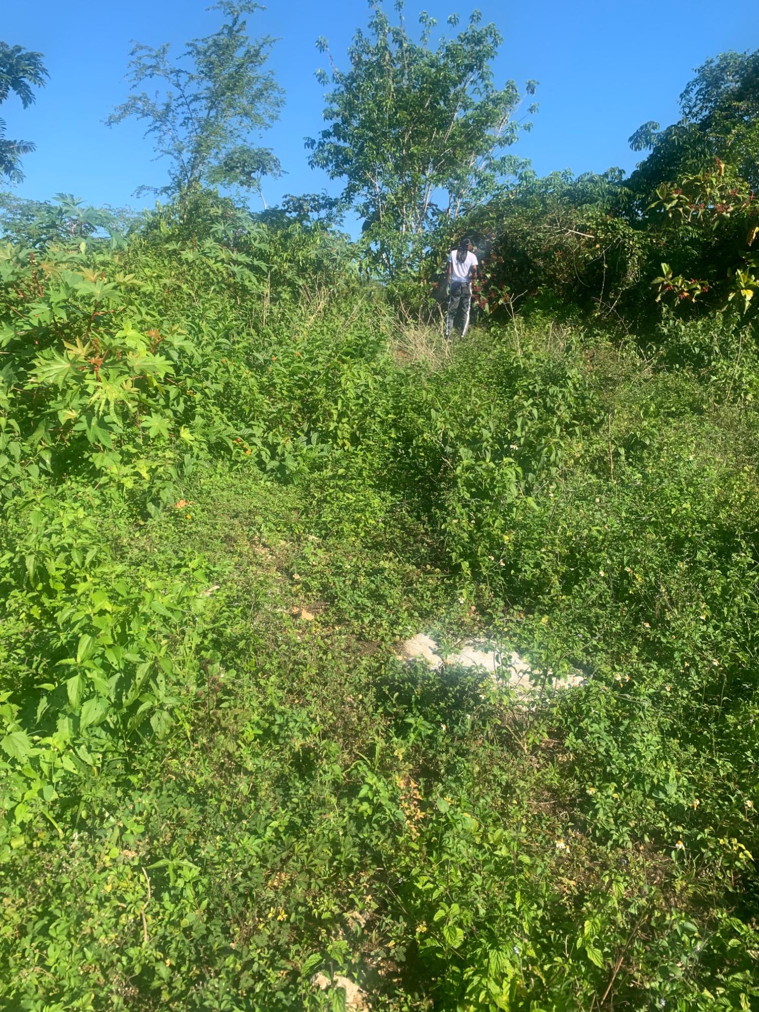 Eleventh image of a6 Part of Ramble Pen, Hanov in Ramble, Hanover, Jamaica - property is For Sale