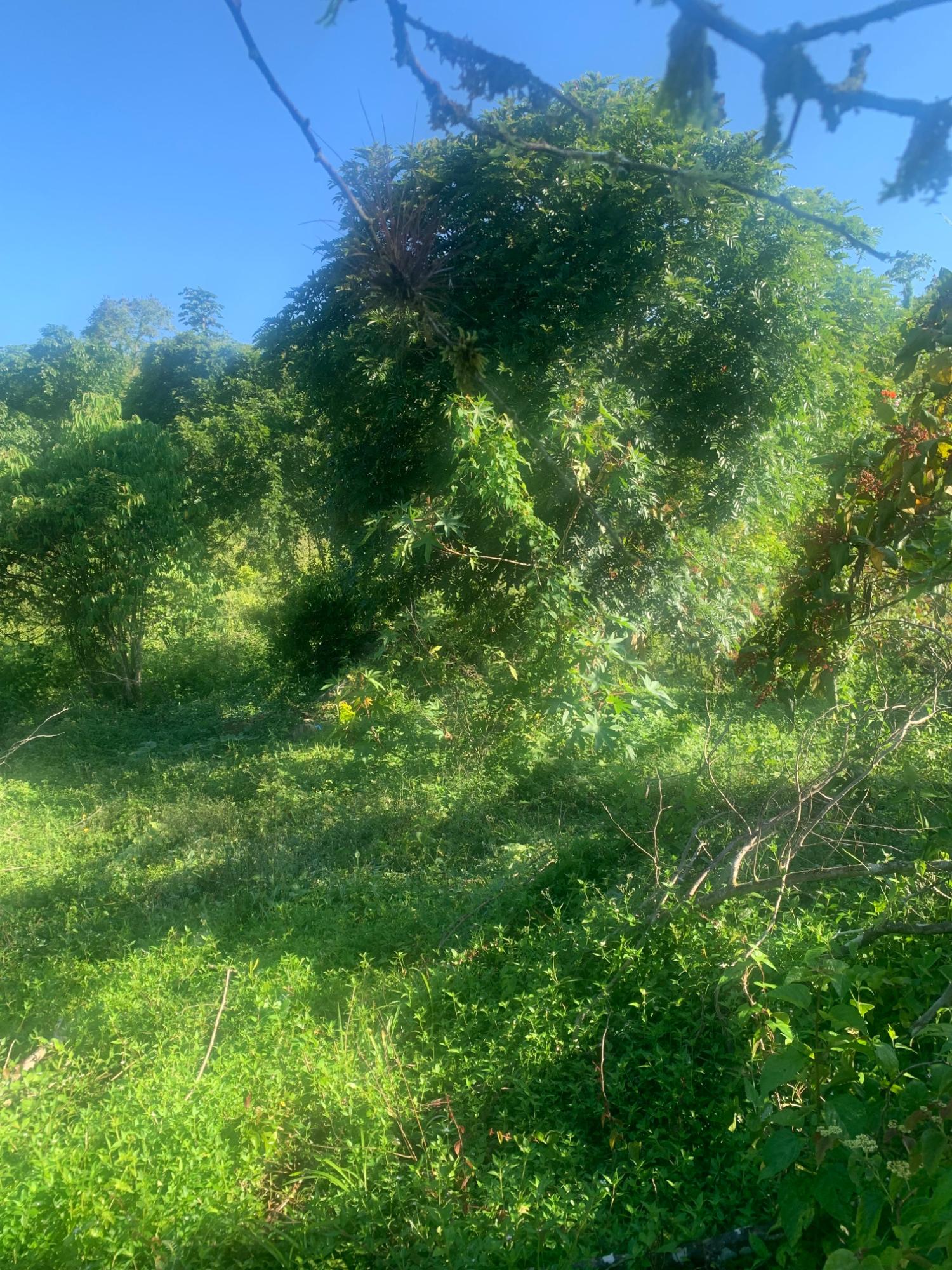 Twelfth image of a6 Part of Ramble Pen, Hanov in Ramble, Hanover, Jamaica - property is For Sale