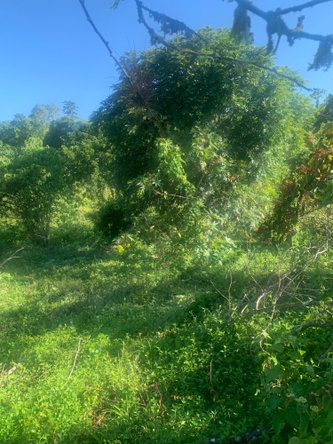 Twelfth image of a6 Part of Ramble Pen, Hanov in Ramble, Hanover, Jamaica - property is For Sale