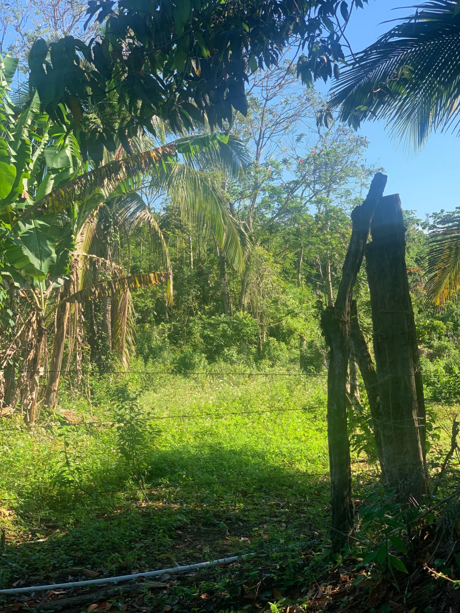 Third image of a6 Part of Ramble Pen, Hanov in Ramble, Hanover, Jamaica - property is For Sale